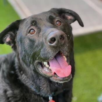 Harvey -  Labrador Retriever Dog Available for Adoption in San Diego, California - Harvey | PetCurious