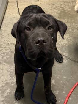 Benny -  Shar Pei and Mixed Breed Dog for Adoption in Henderson, North Carolina - Benny | PetCurious