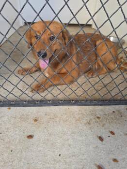 Union City 2 -  Labrador Retriever Dog for Adoption in Winchester, Indiana - Union City 2 | PetCurious