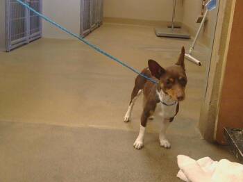 Rescue Chihuahua Dogs for Adoption in Sacramento, California - A904258 | PetCurious