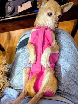 Chihuahua Dogs Available for Adoption in San Francisco, California - Cricket | PetCurious