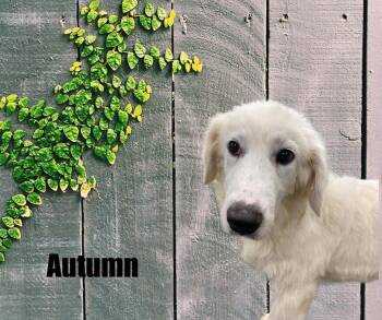 Autumn & Leif -  Great Pyrenees Dog for Adoption in Marshville, North Carolina - Autumn & Leif | PetCurious