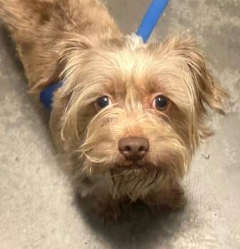 Charlie -  Terrier Dog for Adoption in Henderson, North Carolina - Charlie | PetCurious