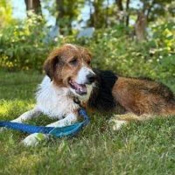 Babe -  Hound Dog for Adoption in Monticello, New York - Babe | PetCurious