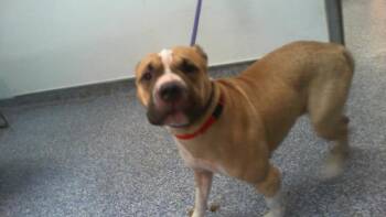 ESMERALDA -  Mixed Breed Dog for Adoption in Charlotte, North Carolina - ESMERALDA | PetCurious