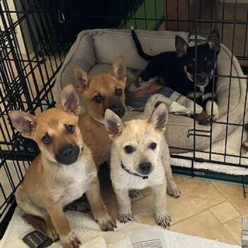 Agnetha -  Cattle Dog Dog for Adoption in Flagstaff, Arizona - Agnetha | PetCurious