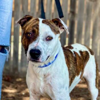 Pit Bull Terrier and Cattle Dog Dogs Available for Adoption - Dennis | PetCurious