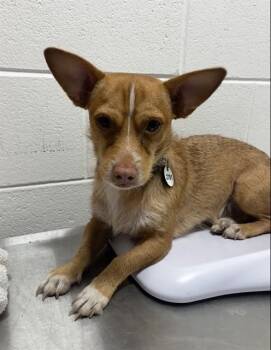 ANDREAS -  Chihuahua and Mixed Breed Dog for Adoption - ANDREAS | PetCurious