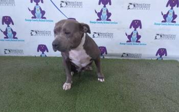 BLUE -  Pit Bull Terrier Dog for Adoption in Orlando, Florida - BLUE | PetCurious