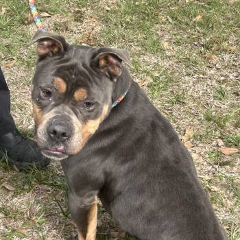 Mixed Breed Dogs Available for Adoption - Chunk  | PetCurious