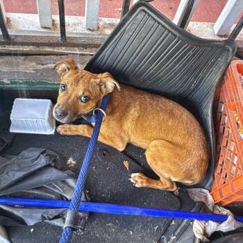Butchy -  Mixed Breed Dog for Adoption in Philadelphia, Pennsylvania - Butchy | PetCurious
