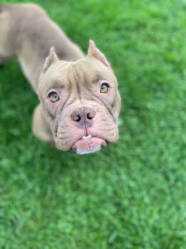 Freda -  American Bully Dog for Adoption in Eastpointe, Michigan - Freda | PetCurious