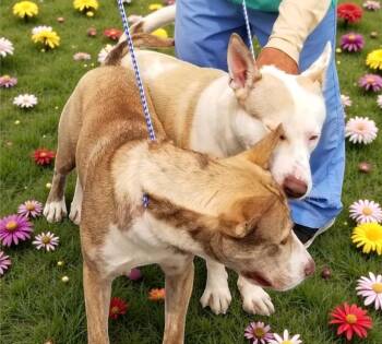 Husky Dogs Available for Adoption - Bass & Tenor (bonded Pair) | PetCurious