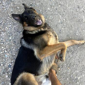 Riot Rocky -  German Shepherd Dog Dog for Adoption in New Orleans, Louisiana - Riot Rocky | PetCurious