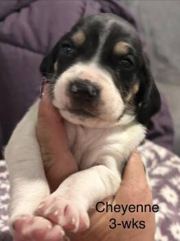 Cheyenne -  Foxhound and Hound Dog for Adoption in Louisa, Virginia - Cheyenne | PetCurious