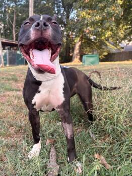 Delilah -  Pit Bull Terrier Dog for Adoption in Germantown, Ohio - Delilah | PetCurious