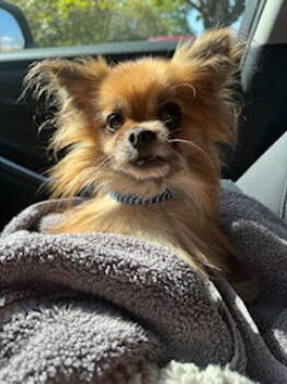 Rescue Pomeranian Dogs for Adoption in Nashville, Tennessee - Ezra | PetCurious