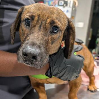 Goldy -  Miniature Dachshund and Mixed Breed Dog for Adoption in Tampa, Florida - Goldy | PetCurious