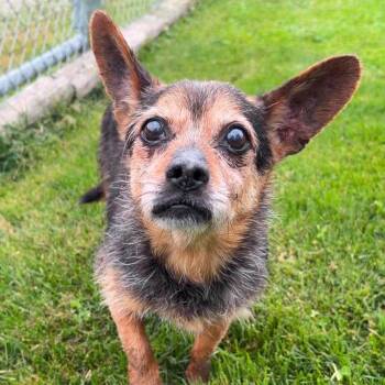 Broccolini -  Yorkshire Terrier Dog for Adoption in Valparaiso, Indiana - Broccolini | PetCurious