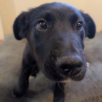 Mixed Breed Dogs Available for Adoption - Darwin | PetCurious