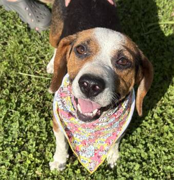 Beagle Dogs Available for Adoption in Frederick, Maryland - Lady Byrd-Available 5/3! Www.lhar.dog To Apply!  | PetCurious