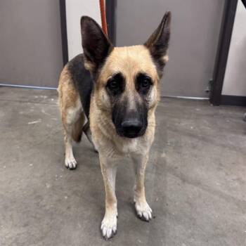 ELEANOR -  German Shepherd Dog Dog for Adoption in Ontario, California - ELEANOR | PetCurious