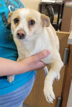 Rose -  Chihuahua Dog for Adoption in Parker, Colorado - Rose | PetCurious