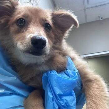 Harley June -  Australian Shepherd and Mixed Breed Dog for Adoption in Merriam, Kansas - Harley June | PetCurious