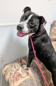 Rescue Pit Bull Terrier Dogs for Adoption in Maybrook, New York - Skye | PetCurious