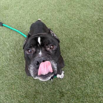 Ruckus -  Mixed Breed Dog for Adoption in Philadelphia, Pennsylvania - Ruckus | PetCurious