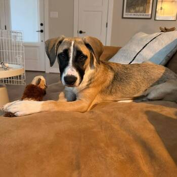 Anatolian Shepherd and Boxer Dogs Available for Adoption in Mooresville, North Carolina - Indie | PetCurious