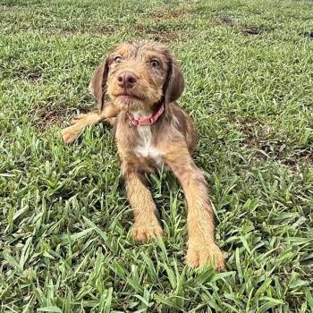 Curtsey -  Australian Shepherd and Doberman Pinscher Dog for Adoption in Carencro, Louisiana - Curtsey | PetCurious