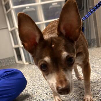 Cowpoke -  Mixed Breed Dog for Adoption in Greenville, South Carolina - Cowpoke | PetCurious