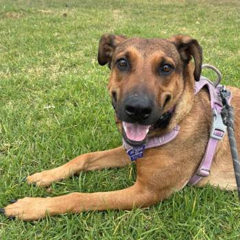 Regina -  Mixed Breed Dog for Adoption in San Francisco, California - Regina | PetCurious