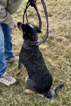 Australian Cattle Dog Blue Heeler Dogs Available for Adoption - Daisy | PetCurious