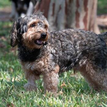 Grizzly Bear -  Terrier Dog for Adoption in Portland, Oregon - Grizzly Bear | PetCurious