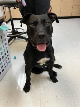 Pit Bull Terrier and Rhodesian Ridgeback Dogs Available for Adoption in Corpus Christi, Texas - SHARK | PetCurious