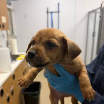 Slinky -  Mixed Breed Dog for Adoption in West Palm Beach, Florida - Slinky | PetCurious