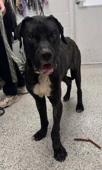 Baxter -  Mixed Breed Dog for Adoption in Kansas City, Missouri - Baxter | PetCurious