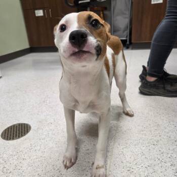 Eeyore -  Mixed Breed Dog Available for Adoption in Binghamton, New York - Eeyore | PetCurious