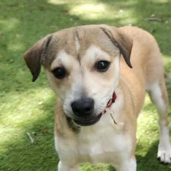 Jack Russell Terrier Dogs Available for Adoption in Austin, Texas - Romeo AG | PetCurious