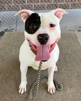 Montgomery -  American Bulldog Dog Available for Adoption in Salt Lake City, Utah - Montgomery | PetCurious