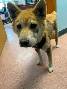 Simba -  Shiba Inu and Mixed Breed Dog for Adoption in Wabash, Indiana - Simba | PetCurious