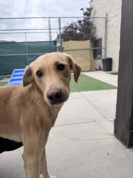 Mellow -  Yellow Labrador Retriever Dog for Adoption in Steamboat Springs, Colorado - Mellow | PetCurious