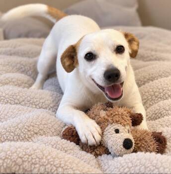 Happy, professional tail wagger -  Mixed Breed and Labrador Retriever Dog for Adoption in Houston, Texas - Happy, Professional Tail Wagger | PetCurious