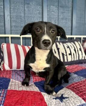 Dachshund and Terrier Dogs Available for Adoption - Pup Bunny | PetCurious