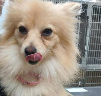Baby -  Pomeranian and Chihuahua Dog for Adoption in Sioux City, Iowa - Baby | PetCurious