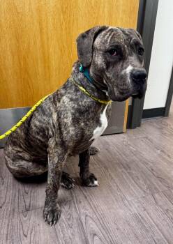 Cane Corso and Pit Bull Terrier Dogs Available for Adoption - Nina | PetCurious