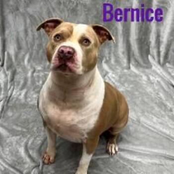 Bernice -  Mixed Breed Dog for Adoption in Pleasantville, New Jersey - Bernice | PetCurious