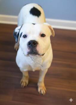 Pugsley~Allergic to chicken!! -  Pit Bull Terrier and Mixed Breed Dog for Adoption in Bowling Green, Kentucky - Pugsley~Allergic To Chicken!! | PetCurious